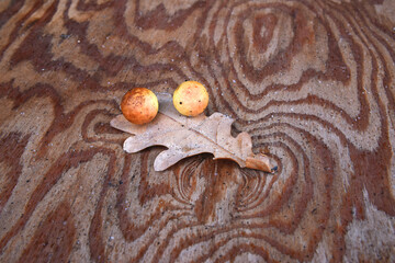 A little sphere neoplasm on oak leaf gall midge Cynips quercusfolii. Oak leaf diseases with balls....
