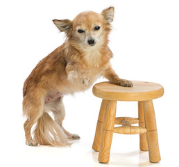 Chihuahua leaning on a stool