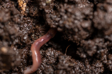 close up of  worms on the ground