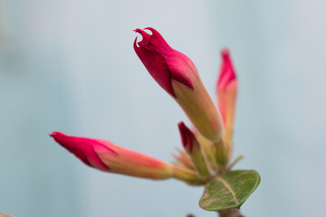 Four flower buds and a green leaf in front of a light grey background