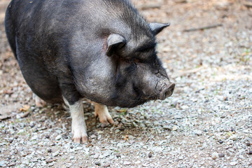 Full body of black pig breed Vietnamese Pot-bellied