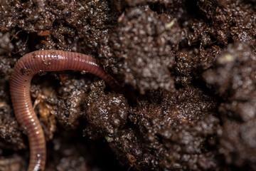 close up of  worms on the ground