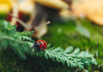 Fototapeta premium ladybug on a leaf