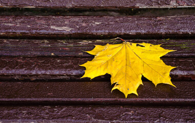 Yellow maple leaf on a dark background - late golden autumn - the concept of loneliness and sadness.