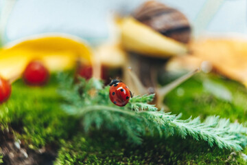 ladybug on a green grass