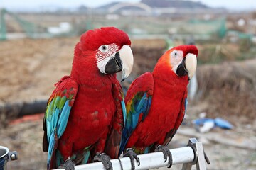 한국공워에서찍은앵무새입니다