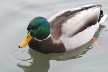 
drake in the park. waiting for a treat