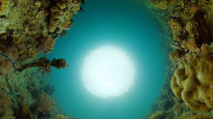 Coral garden seascape and underwater world. Colorful tropical coral reefs. Life coral reef. Philippines.