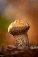 Champignon vesse de loup