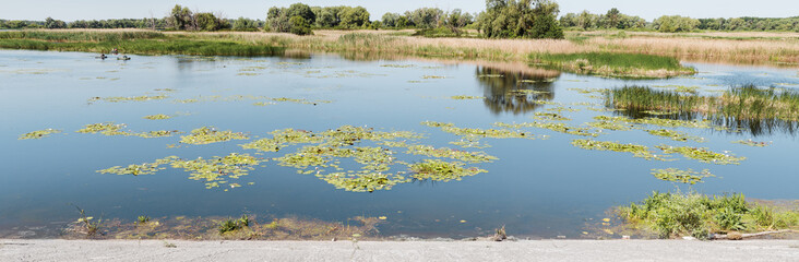 View of the Dnieper Bay, beautiful white lilies and other aquatic vegetation near Kiev, Ukraine.