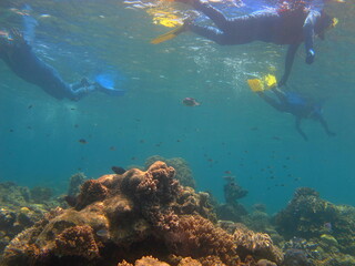 snorkeling and reef
