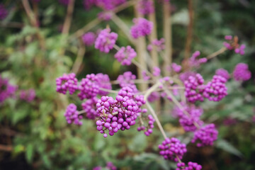 Callicarpa bodinieri,  purple 'Imperial Pearl'  in bloom