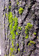 Green mold in the cracks of a tree