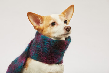 dog with scarf