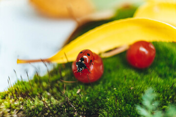 ladybug on green grass