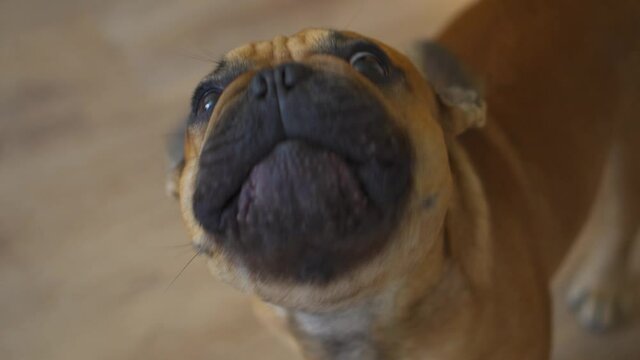 French bulldok buldog puppy small dog pet funny muzzle barks security begs for a treat asks for a walk. Lovely close up face. Cute thoroughbred animal home. Training. Gimbal footage for your film 4k