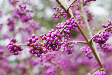 Callicarpa bodinieri,  purple 'Imperial Pearl'  in bloom