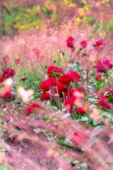 Juicy red flowers in yellowed grass, autumn landscape