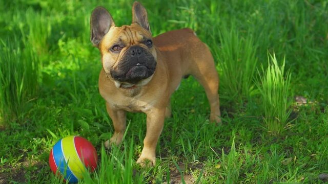 Cinematic dolly around french bulldok buldog cute purebred pet stands next to his toy ball. Funny walk in sunny park green grass cinematic gimbal motion film for advertising feed products for animals