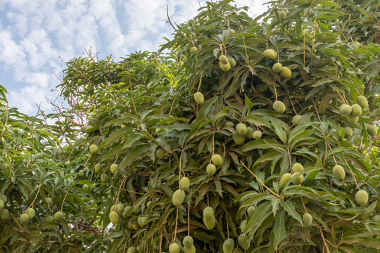 Mango tree with several unripe fruits hanging.