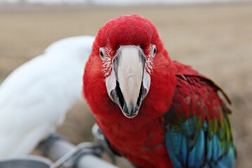 한국공워에서찍은앵무새입니다