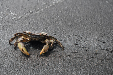 crab on the sand