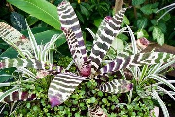 The plant with stripe color on the leaf.