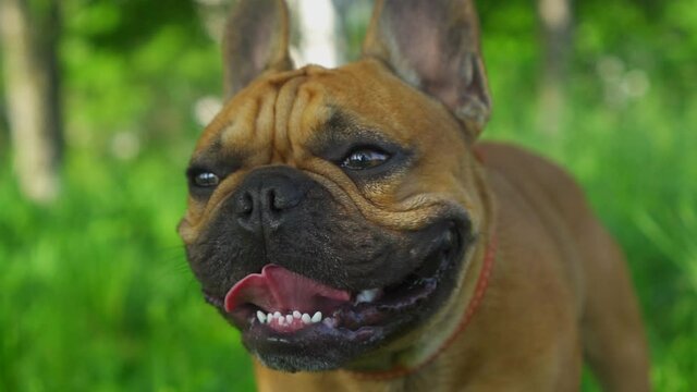 Cute portrait face dog muzzle french bulldog happy funny smiling mouth open tongue sticking out. Champion best purebred dog companion walking. Devoted gaze looking at camera. Friend happiness positive