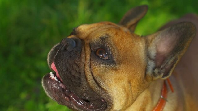 Cute muzzle dog thoroughbred French bulldok buldog licks its lips and begs owner. Happy funny portrait smiling looking up. Pet dog happy positive face emotion. Professional stock footage slow motion