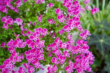The fluorescent color flower at greenhouse in Japan.