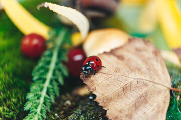 ladybug on a leaf