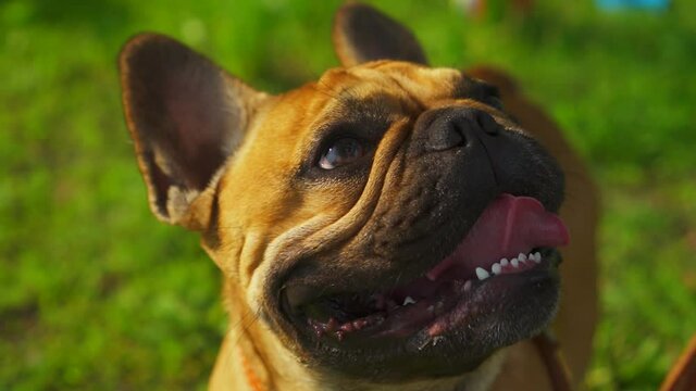 Close-up cute muzzle dog smiling french bulldog purebred pet. Mouth open pink funny tongue stick out looks faithfully at owner. Sunny green field grass in background. Beautiful companion dog. Stock