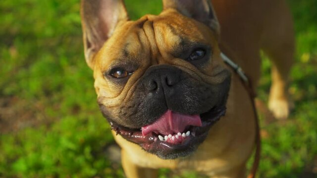 Close-up of happy cute dog muzzle french bulldog. Pet walking in sunny green field slow motion stock film. dog smiles mouth opened, pink tongue. Best thoroughbred dog face. Looks straight into camera