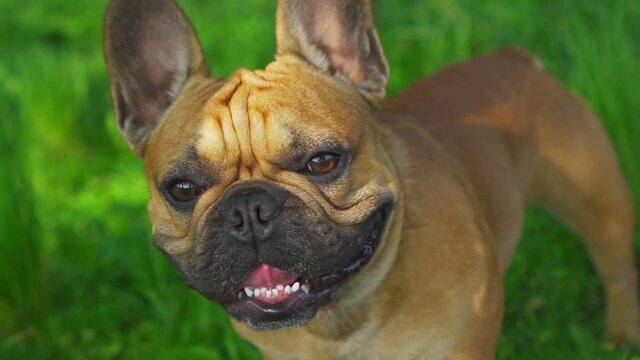 Happy cute dog muzzle french bulldog. Pet in sunny green field slow motion stock film. Funny dog smiles mouth opened, pink tongue. Best thoroughbred dog face. Looks straight into camera. Gimbal film