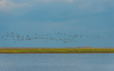 Flock of geese flying over and roe deer in a field in wetland in bright sunlight in autumn, Almere, Flevoland, The Netherlands, November 14, 2020