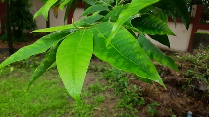 white Magnolia champaca leaf.  Magnolia champaca, known in English as champak,is a large evergreen tree in the family Magnoliaceae. It was previously classified as Michelia champaca. 