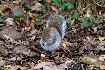 A chubby looking squirrel sitting amongst fallen autumn leaves while eating a nut