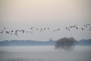 Flock of Birds passing over Foggy Pasture