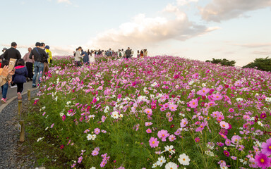 Ibaraki, Japan: Crowd of tourists enjoying the cosmos flower field in Hitachi Seaside Park, a famous tourist attraction in Ibaraki prefecture Japan. (October 24, 2020)