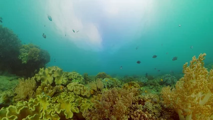Foto op Aluminium Tropical underwater sea fish. Colourful tropical coral reef. Scene reef. Philippines. © Alex Traveler