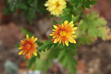 한국가을공우ㅏㄴ의풍경입니다