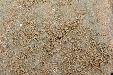 Crab,Ocypode ,Wind crab are playing on the sand art