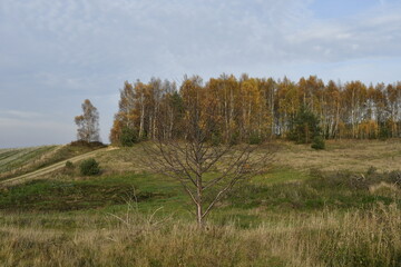 Autumn impressions on a Kashubian field in Odargowo