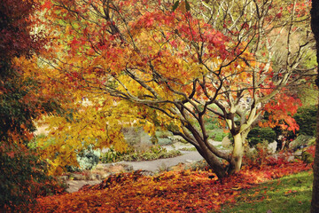 Fototapeta na wymiar The yellow and orange leaves of the Acer Palmatum (Japanese Maple during the autumn