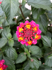 Lantana flowers with pink and yellow color bloom in garden.