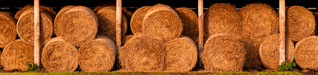 Orange golden hey texture. Lined sheaves of straw. Harvesting wheat sheaves. Food for animals. Yellow bundles and straw rolls folded on a field. Stocks for the winter. Farming Farm Symmetric Perfect 