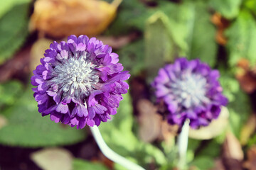 Purple Round-headed Himalayan primrose 'Primula capitata' in flower during the autumn