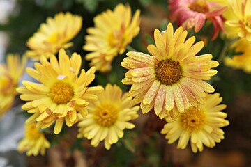 한국가을공우ㅏㄴ의풍경입니다