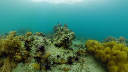 Naklejka na ściany i meble Tropical fishes and coral reef, underwater footage. Seascape under water. Philippines.