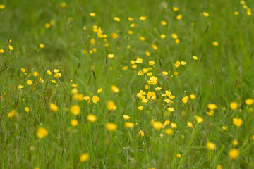 meadow with buttercup flowers photo made on 16 may 2020 in Weert the Netherlands